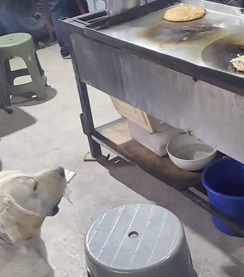 9. 23-nov-24 Perrito de Tecámac Conquista Redes con Ingenioso Pago por Comida (1)