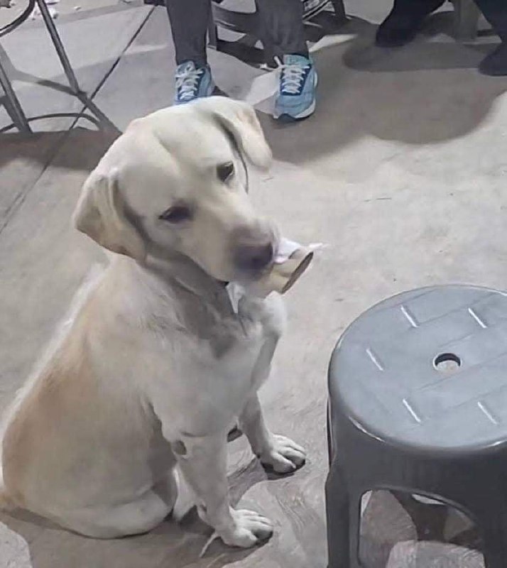 9. 23-nov-24 Perrito de Tecámac Conquista Redes con Ingenioso %22Pago%22 por Comida (2)