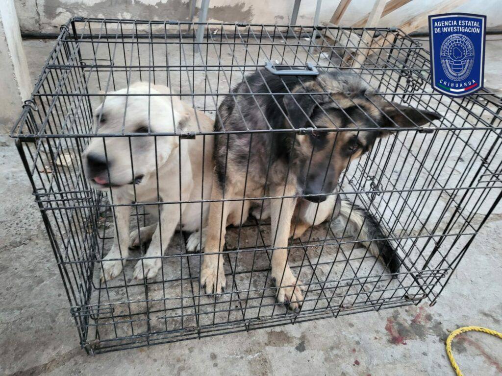 2. 25-dic-24 Chihuahua refuerza la lucha contra el maltrato animal en 2024 (1)