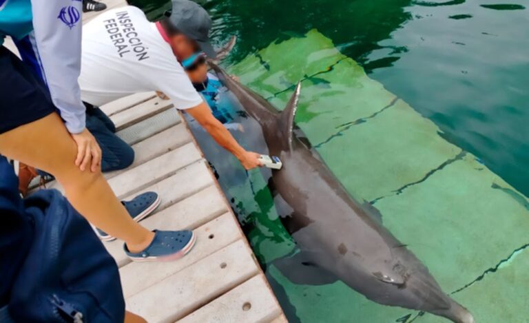 Denuncian Maltrato Animal en Resort de Lujo en México