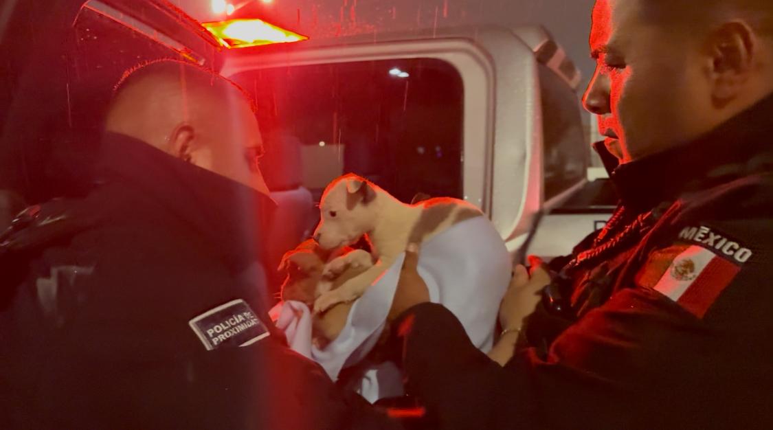 2. 05-abr-25 Detienen a hombre en Ciudad Juárez por abandonar a cuatro cachorros en lote baldío (1)