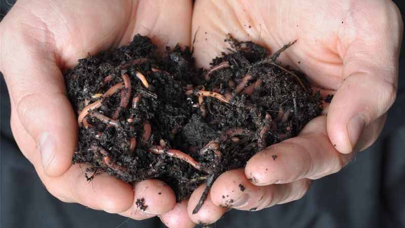 3. 07-abr-25 ¡Productor! - Aprovecha el subsidio del 50% para mejorar tu tierra con bioinsumos (2)