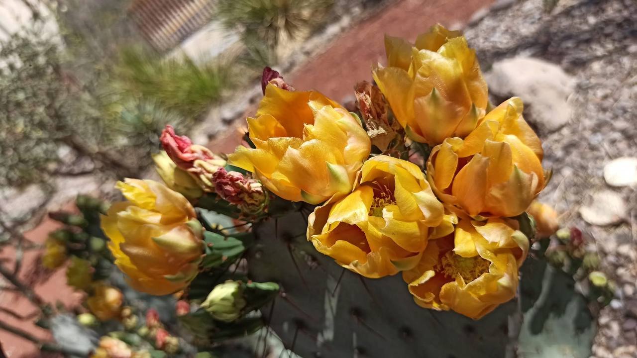 7. 03-abr-25 MUDECH ofrece experiencias educativas y naturales esta primavera en Delicias (1)