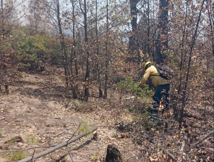 3. 14-may-25 Brigadistas han controlado 388 incendios forestales en Chihuahua durante 2025 (3)