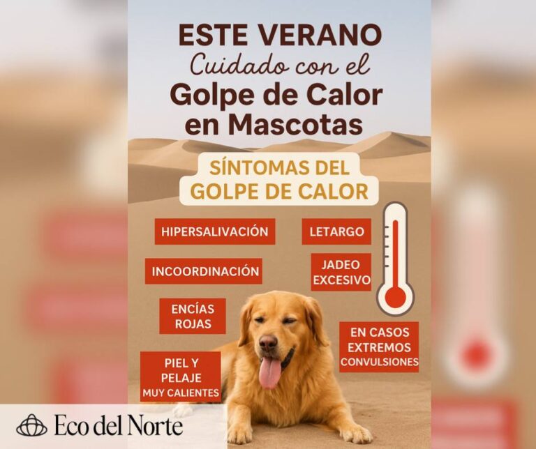 3. 31-may-25 ¡Alerta de golpe de calor! Piden cuidar a mascotas ante las altas temperaturas