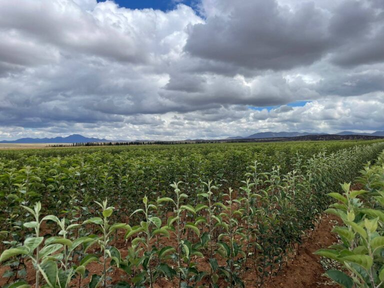 4. 06-ago-25 Impulsa gobierno estatal la producción de manzana en Chihuahua (1)